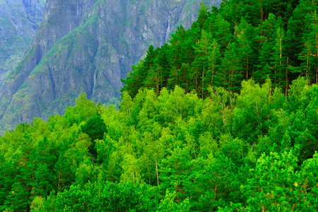Detail of beautiful mountain forest of pines and Aspen trees in spring green growth for environmentの写真素材