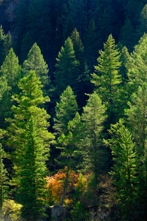 Lush green pine forrest woodland forest on mountain side showing healthy environment rugged mountainsの写真素材