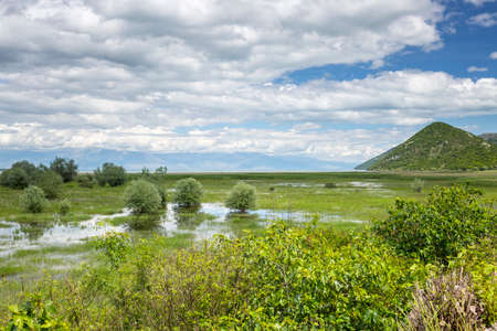 skadar lake waterlily and reedの写真素材
