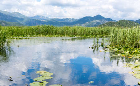 skadar lake waterlily and reedの写真素材