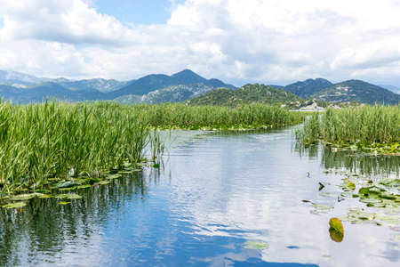 skadar lake waterlily and reedの写真素材