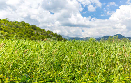skadar lake waterlily and reedの写真素材