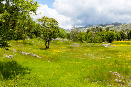 Meadow with wildflowers and green trees in the mountains