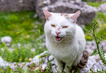 white stray cat with orange eyes posing in front of ruins and mountainsの写真素材