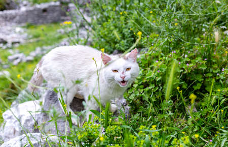 white stray cat with orange eyes posing in front of ruins and mountainsの写真素材