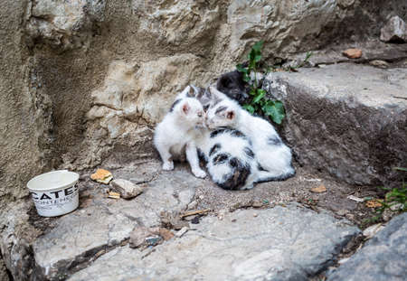 orphan stray kittens siblings cuddling on old stone stairs with a paper cup for foodの写真素材