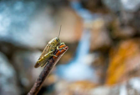 Macro of grasshopper on the branch with blurred background.