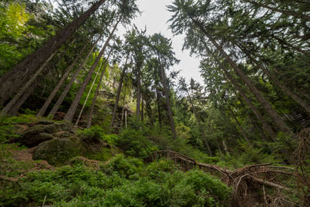 A vertical shot of trees in a forest surrounded by greenery under a cloudy skyの写真素材