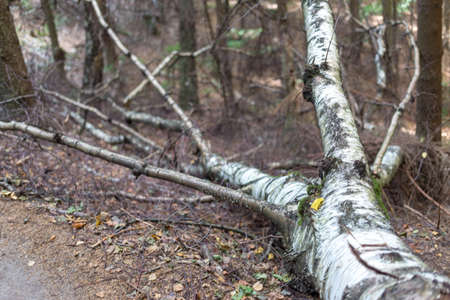 Fallen birch tree in the forest. Selective focus.