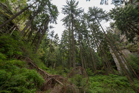 Pine trees in the forest in the mountains of the Czech Republicの写真素材