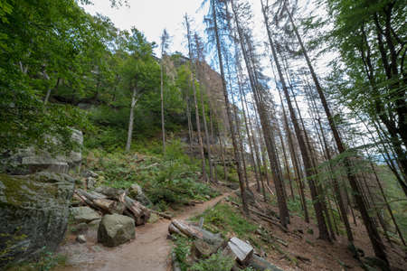 Rocky path in the mountains of the Black Forest, Germany.の写真素材
