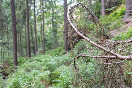 A broken tree in the middle of a coniferous forest.