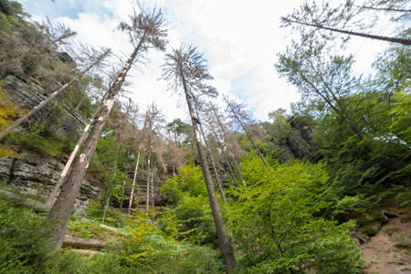A high angle shot of tall trees in the forest under the blue skyの写真素材