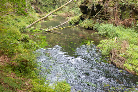 A view of a small river flowing through the forest during daytime.の写真素材