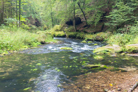 A small river flows through a green forest in the autumn season.の写真素材