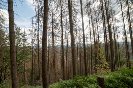 Pine trees in a forest in spring, South Bohemia, Czech Republic