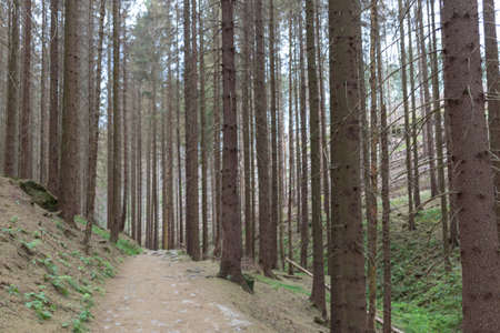 Coniferous forest with tall coniferous trees in the spring