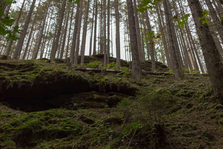 A vertical shot of a mossy forest with trees in the backgroundの写真素材