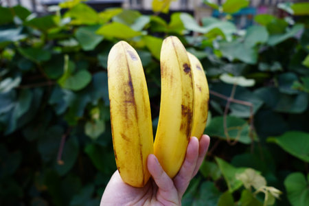 Two ripe bananas in hand on a background of green leaves. Close-up.の写真素材