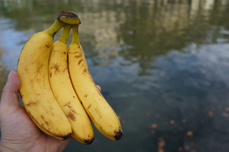 Bunch of ripe bananas in hand on the background of the waterの写真素材