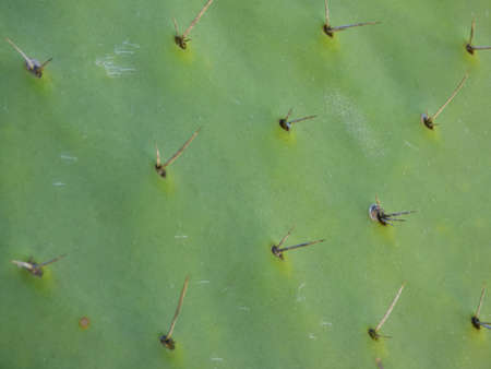 Cactus close-up detail