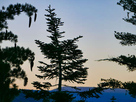 Lake Tahoe Sunrise Through trees Dl Bliss State Parkの写真素材