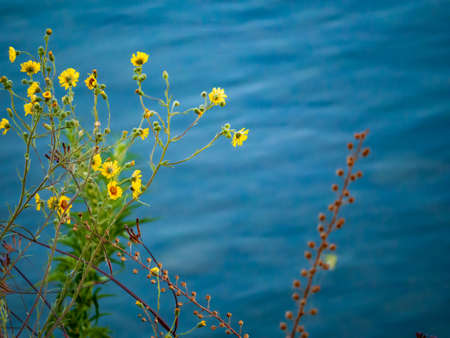 Wild flowers and plants by the lake waterの写真素材