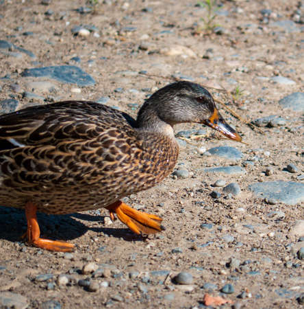 Duck wadding on shore with webbed feetの写真素材