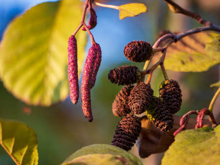 Budding trees close up in golden hourの写真素材