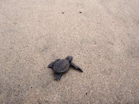 Baby sea turtle hikes through the sand to the seaの写真素材