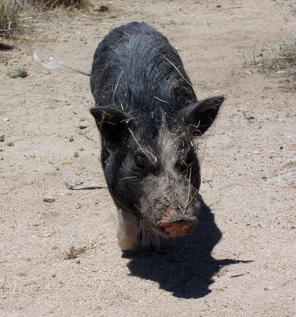 Pig in the desert wags his tail all covered in sticks, Mojave Desert Joshua Tree California USA Hiking, June 2006の写真素材