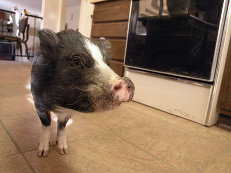Little pot bellied pig finds his way into the Kitch as he looks for foodの写真素材