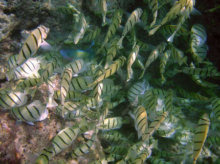 a blue fish, Palenose Parrotfish, hids in school of yellow striped fish, Convict Tang