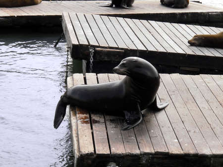 Seal at Pier 39 in Fishermans Wharf in San Francisco turns her head to the left as another seal sleeps in the background.の写真素材