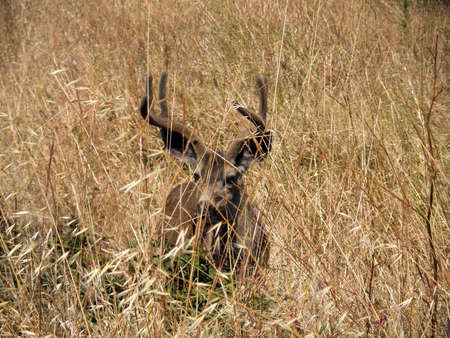 Black-tailed Deer hides in A Dry grassy Field on Angel Island in San Francisco bayの写真素材
