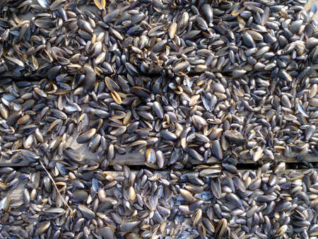 close up of small clam shells on a wood raft making a great patternの写真素材