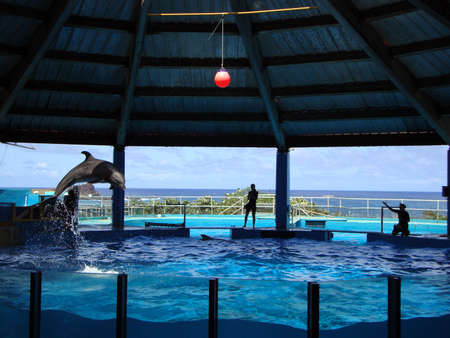 Dolphin jumps in air from water tank during show.  April 24, 2010 at sea life park Oahu Hawaii.のeditorial素材
