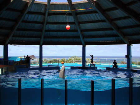 Dolphin balances kid-sized basketball on nose in water tank during show.  April 24, 2010 at sea life park Oahu Hawaii.のeditorial素材