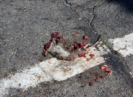 Rodent Roadkill in the City at a broken white line stop.の写真素材
