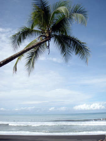 Coconut tree hangs over the beach with many birds flying in the surf in the distanceの写真素材