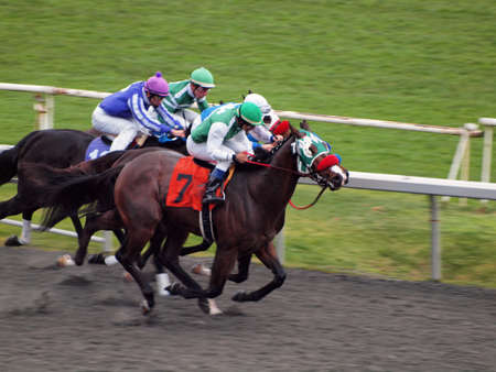 ALBANY, CA - JANUARY 29: Horses race towards the finishline running neck and neck at Golden Gate Fields taken January 29, 2011 Albany  California. のeditorial素材