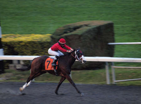 ALBANY, CA - JANUARY 29: Horses number 7 races past the finishline with Jockey holding on tight at Golden Gate Fields taken January 29, 2011 Albany  California. のeditorial素材