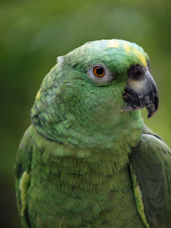 Close-up of Green Parrotwith a tilted head and  a blur green garden backgroundの写真素材