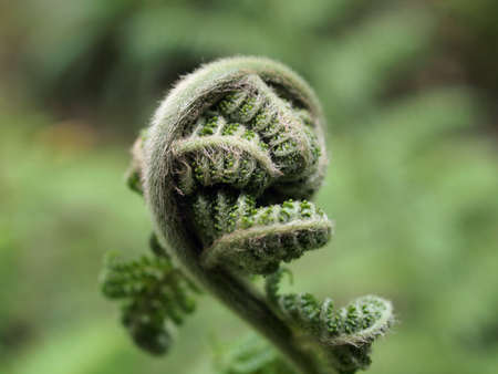 small Fern branch begins to uncurl against a blurred background.の写真素材
