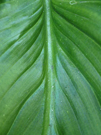 Macro of the surface of a green leaf lots of veins stretching out from the center. の写真素材
