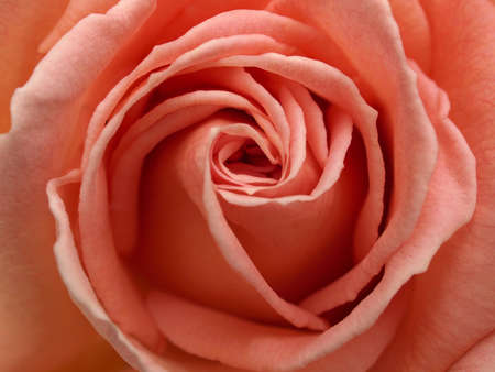 Center of a Light Pink Rose Close-up.の写真素材