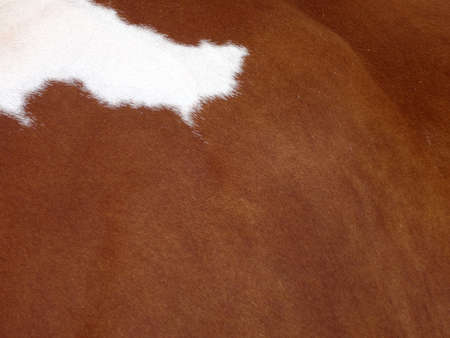 Brown Cow Skin with a White spot in the left corner.