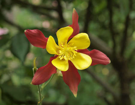 Beautiful Yellow and red flower in Gardenの写真素材