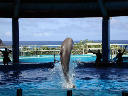 OAHU HAWAII - APRIL 24: Dolphin jumps in air from water tank during show with ocean in the background. April 24, 2010 at sea life park Oahu Hawaii. のeditorial素材