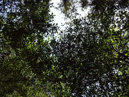 Leafs, Branches, Sky pattern in the day の写真素材